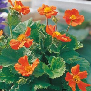 Geum 'Queen of Orange' Perennial Garden Plug Plants Pack x6