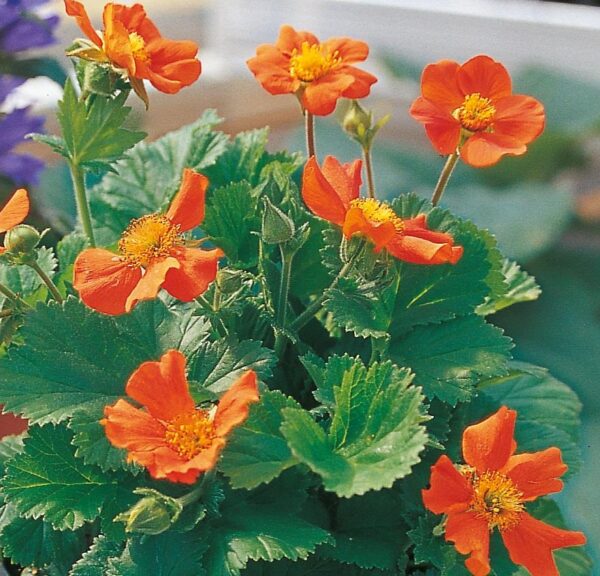 Geum 'Queen of Orange' Perennial Garden Plug Plants Pack x6