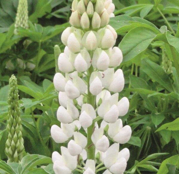 Lupin / Lupinus 'Dwarf Gallery White' Perennial Garden Plug Plants Pack x6