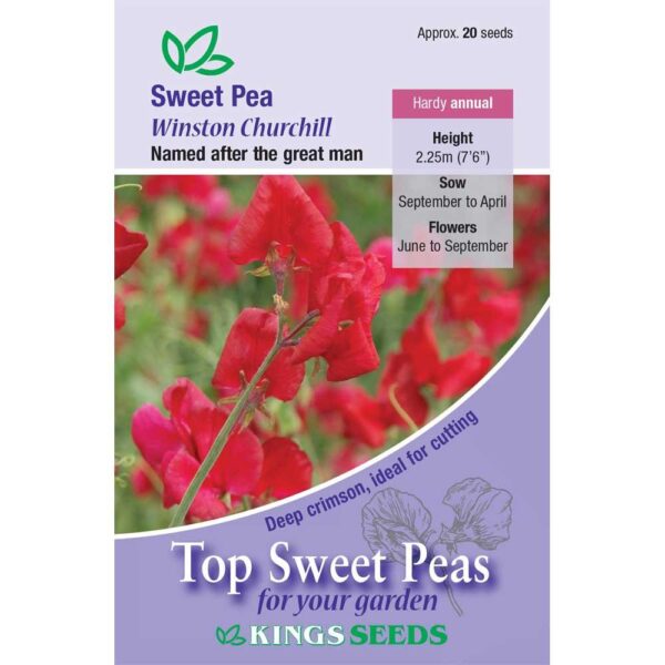Special Sweet Pea Seed Collection 'Winston Churchill' Kings Seeds