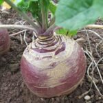Swede 'Marian' Pack Kings Vegetable Seeds