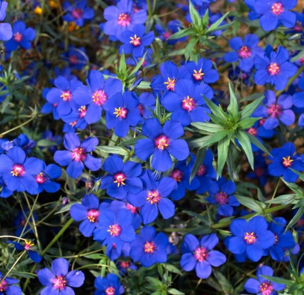 Anagallis Monellii 'Sky Lover' Perennial Plug Plants Pack x6