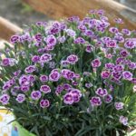 Dianthus Special Pink Kisses® Garden Pinks Perennial Plug Plants Pack x6