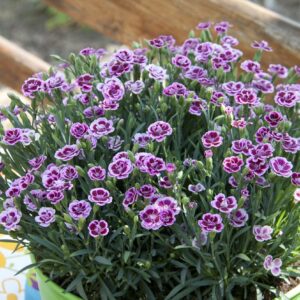 Dianthus Special Pink Kisses® Garden Pinks Perennial Plug Plants Pack x6