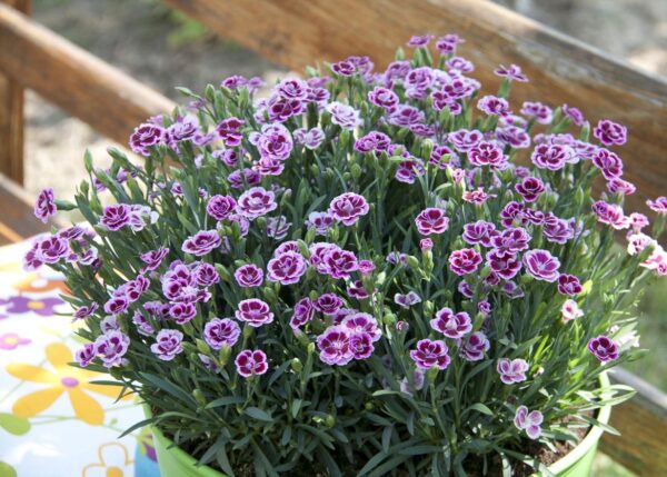 Dianthus Special Pink Kisses® Garden Pinks Perennial Plug Plants Pack x6