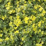 Thyme Creeping 'Doone Valley' Perennial Herb Plug Plants Pack x6