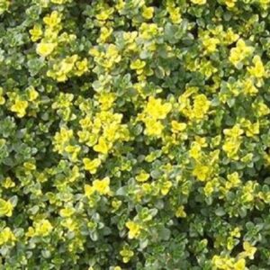 Thyme Creeping 'Doone Valley' Perennial Herb Plug Plants Pack x6