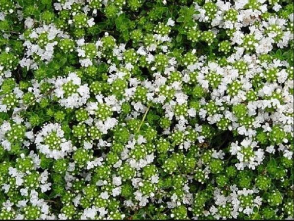 Thyme Creeping White 'Albiflorus' Perennial Garden Herb Plug Plants Pack X6