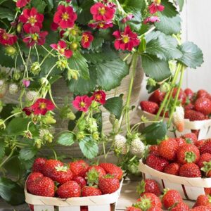 Strawberry Everbearing 'Ruby Ann' Plug Plants Pack x6