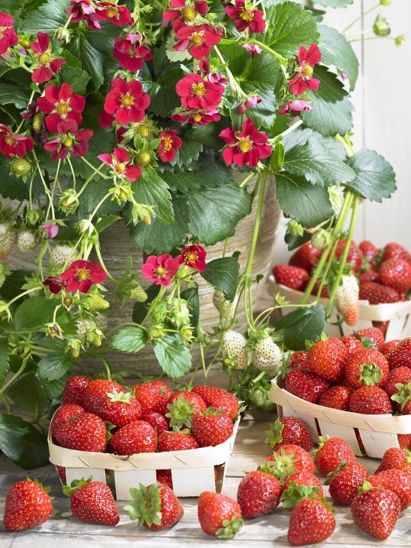 Strawberry Everbearing 'Ruby Ann' Plug Plants Pack x6