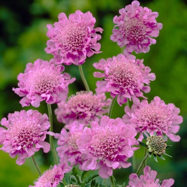 Scabiosa Dwarf (Scabious) Pink Mist Perennial Plug Plants Pack x6