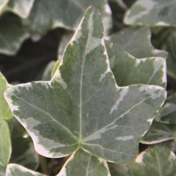 Hedera (Trailing Ivy) 'GLACIER' Variegated Perennial Plug Plants Pack x6