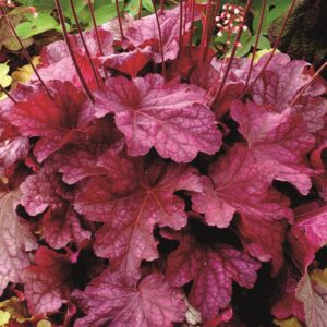 Heuchera x Hybrida 'Berry Smoothie' Perennial Large Garden Plug Plants Pack x6