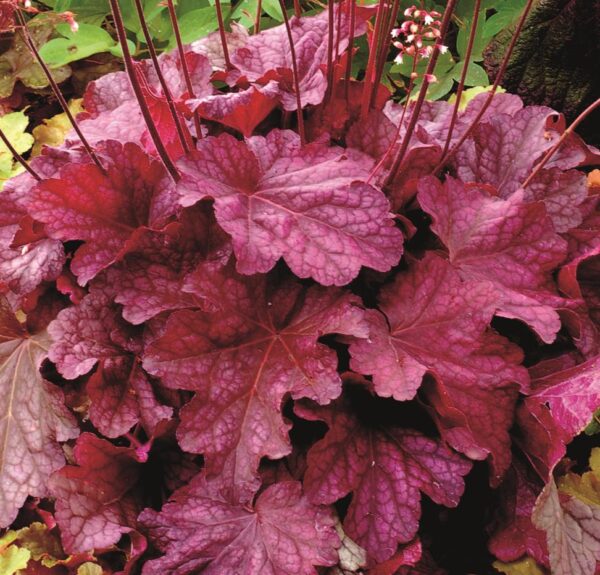 Heuchera x Hybrida 'Berry Smoothie' Perennial Large Garden Plug Plants Pack x6