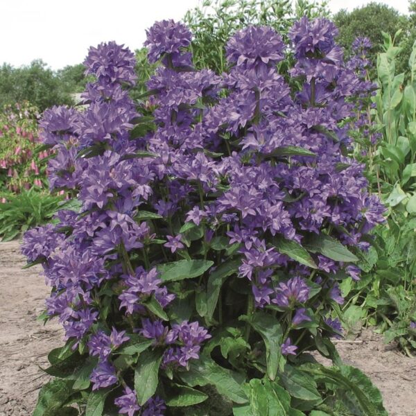 Campanula Glomerata 'Freya' Perennial LARGE Plug Plants Pack x3