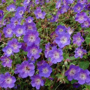 Hardy Geranium Rozanne® Perennial Plug Plants Pack x6