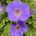 Hardy Geranium Rozanne® Perennial Plug Plants Pack x6