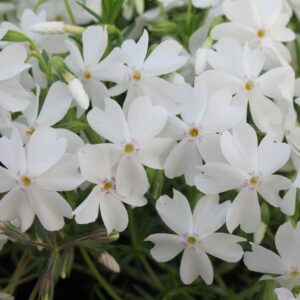 Creeping Phlox Subulata 'White Delight’ Perennial Plug Plants Pack x6