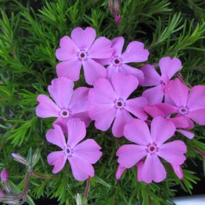 Creeping Phlox Subulata 'McDaniel's Cushion' Perennial Plug Plants Pack x6