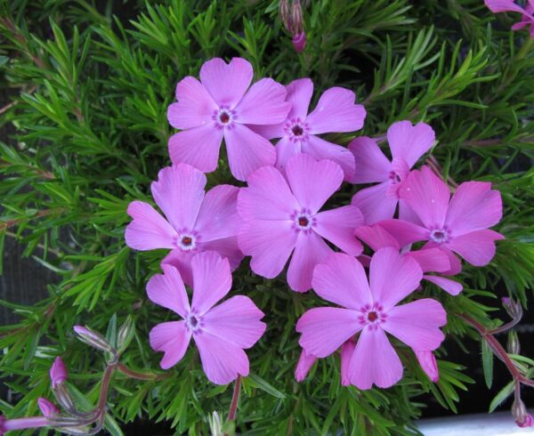 Creeping Phlox Subulata 'McDaniel's Cushion' Perennial Plug Plants Pack x6