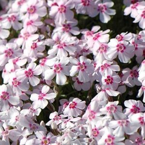 Creeping Phlox Subulata 'Pharao Red Eye' Perennial Plug Plants Pack x6