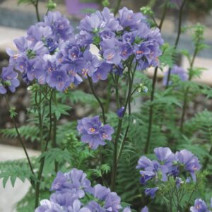 Polemonium Viscosum 'Blue Whirl' Perennial Plug Plants Pack x 6