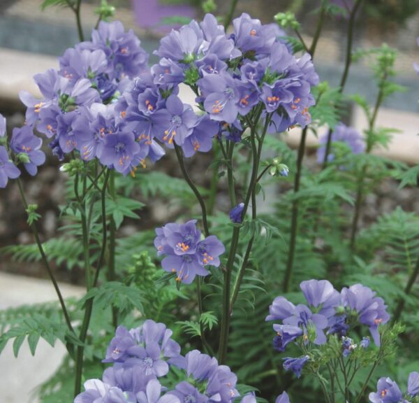 Polemonium Viscosum 'Blue Whirl' Perennial Plug Plants Pack x 6