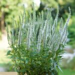 Veronica Spicata 'Snow Candles' Perennial LARGE Plug Plants Pack x3