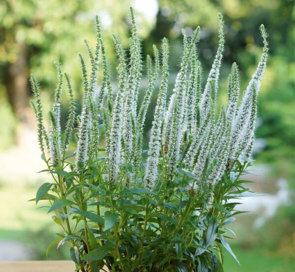 Veronica Spicata 'Snow Candles' Perennial LARGE Plug Plants Pack x3