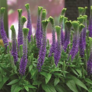 Veronica Spicata 'Christa' LARGE Perennial Plug Plants Pack x3