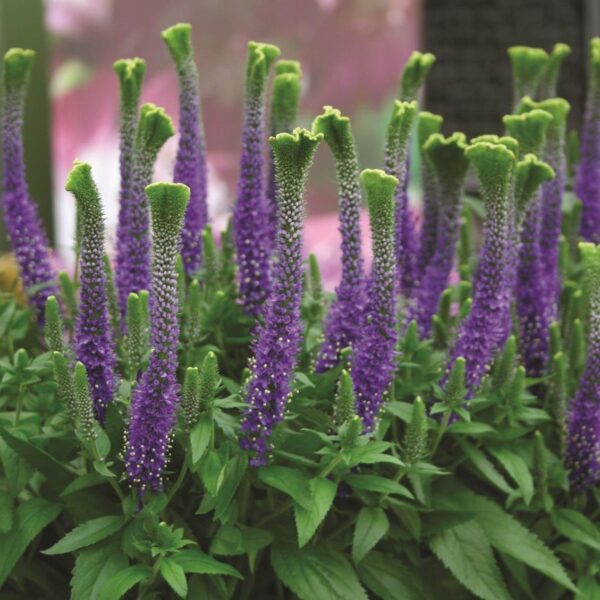 Veronica Spicata 'Christa' LARGE Perennial Plug Plants Pack x3
