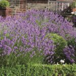 Lavender English 'Dwarf Munstead' Perennial Plug Plants Pack x6