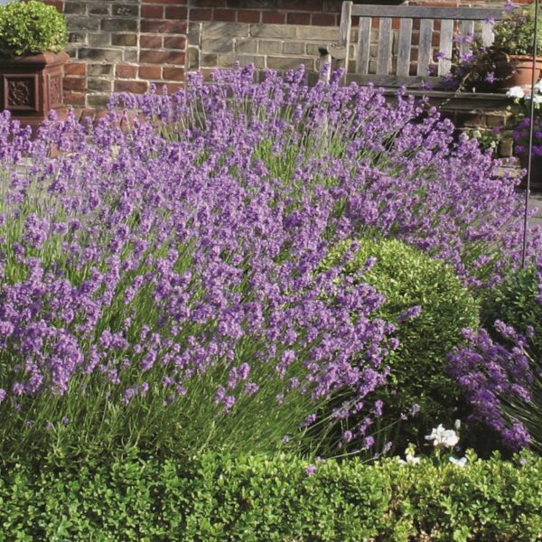 Lavender English 'Dwarf Munstead' Perennial Plug Plants Pack x6