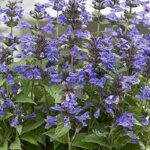 Nepeta Neptune Blue Perennial Plug Plants Pack x6