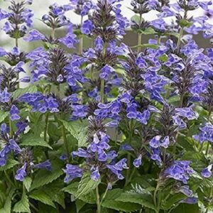 Nepeta Neptune Blue Perennial Plug Plants Pack x6