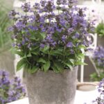 Nepeta Neptune Blue Perennial Plug Plants Pack x6