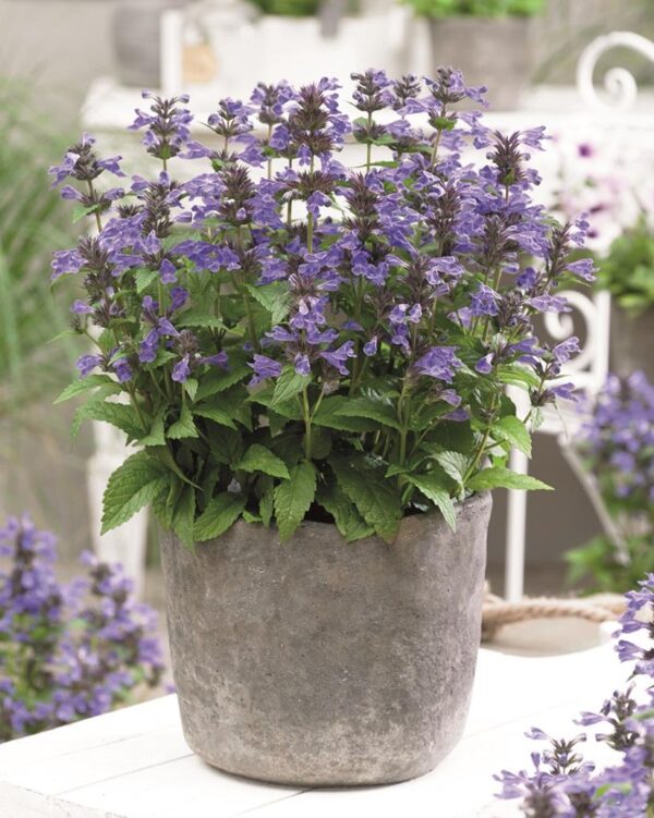 Nepeta Neptune Blue Perennial Plug Plants Pack x6