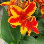 Canna Lily Cannova F1 Red/Gold Flame Supersize Plug Plants Pack x3