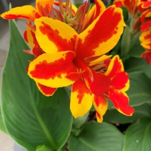 Canna Lily Cannova F1 Red/Gold Flame Supersize Plug Plants Pack x3