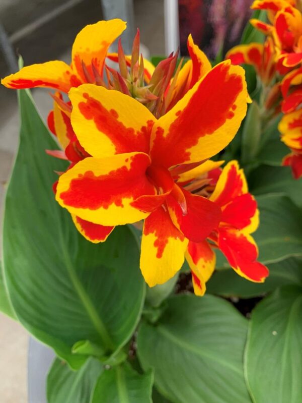 Canna Lily Cannova F1 Red/Gold Flame Supersize Plug Plants Pack x3