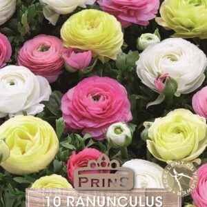 Ranunculus 'Pastel Mixed' Summer Flowering Bulbs Pack x10