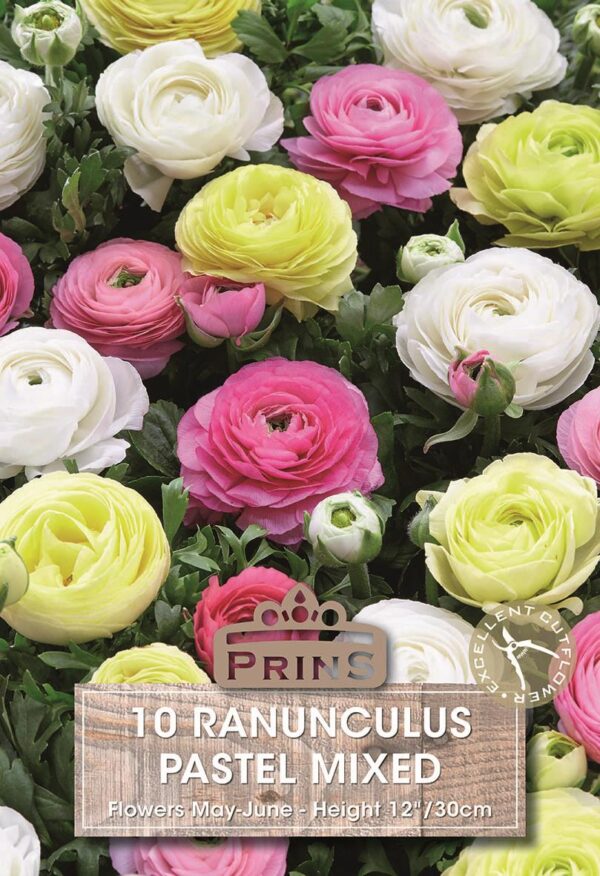 Ranunculus 'Pastel Mixed' Summer Flowering Bulbs Pack x10