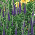 Veronica Spicata 'Royal Candles' Perennial 9cm Pot Plants Pack x3