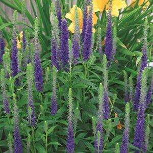 Veronica Spicata 'Royal Candles' Perennial 9cm Pot Plants Pack x3