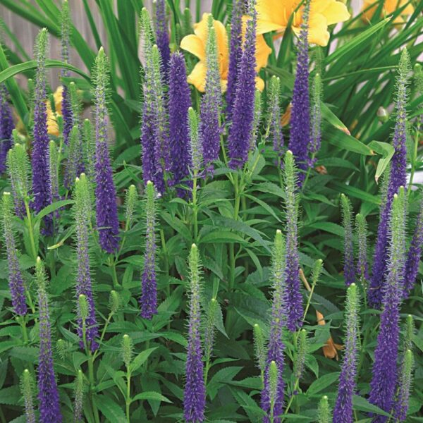 Veronica Spicata 'Royal Candles' Perennial 9cm Pot Plants Pack x3