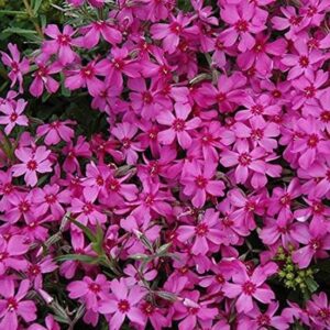 Creeping Phlox Subulata 'Red Wing' Perennial Plug Plants Evergreen Pack x6