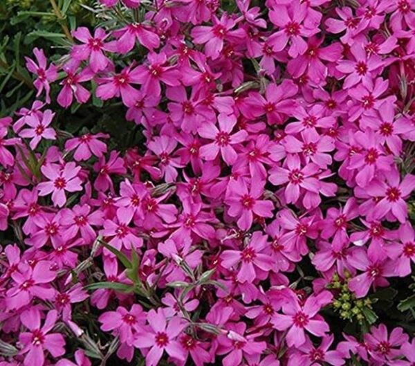 Creeping Phlox Subulata 'Red Wing' Perennial Plug Plants Evergreen Pack x6