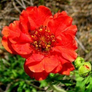Geum 'Mrs Bradshaw' Perennial Plant XXL Supersize Plug Plants Pack x3