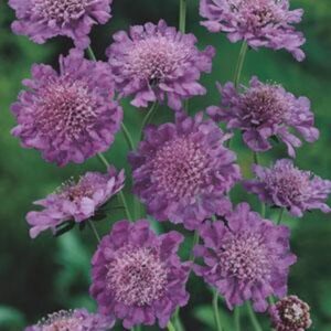 Pack x6 Scabiosa (Scabious) Butterfly Blue Perennial Plug Plants