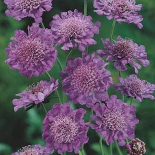 Pack x6 Scabiosa (Scabious) Butterfly Blue Perennial Plug Plants